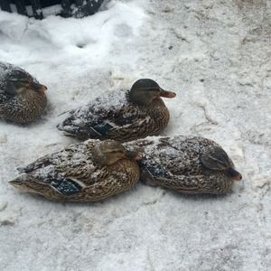 Meet your Posher, Pei